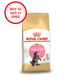 Royal Canin Maine Coon Kitten