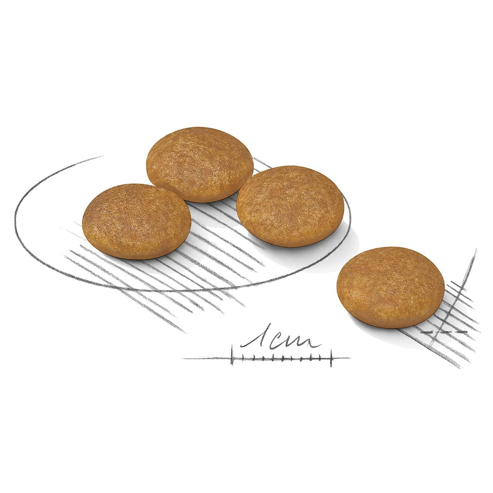 Royal Canin Mini Dermacomfort Dry Food - Image 3